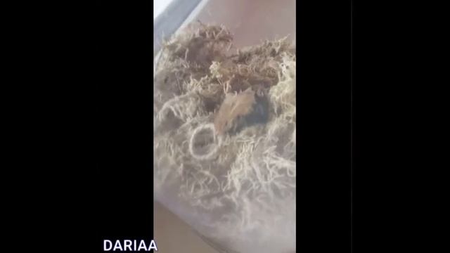 Рождение бабочки Тройдес? Золотая Птицекрылка и как за ней ухаживать смотреть онлайн