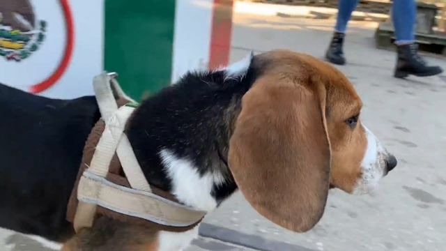 Beagle Playground Party with Over 50 BEAGLES! Beagle Universe смотреть онлайн