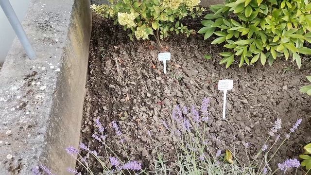 Gartenrundgang 30. August 2022 смотреть онлайн