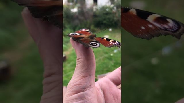 Весеннее чудо-Hedgehog смотреть онлайн