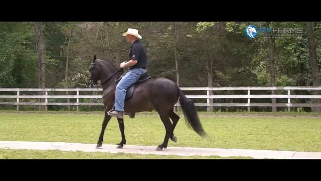 RY Farms - Ride a Paso Fino Horse смотреть онлайн