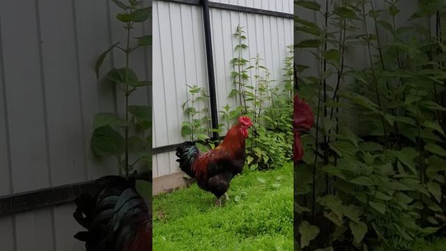 Петух породы маран черномедный. смотреть онлайн