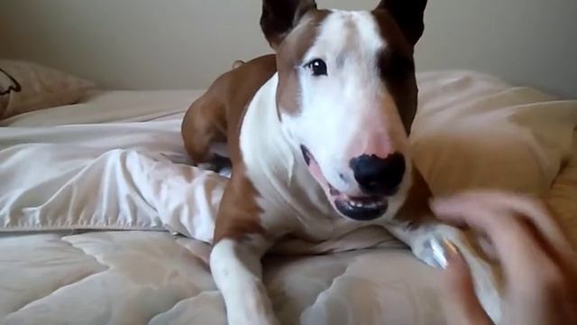 Playing with my English Bull Terrier. смотреть онлайн