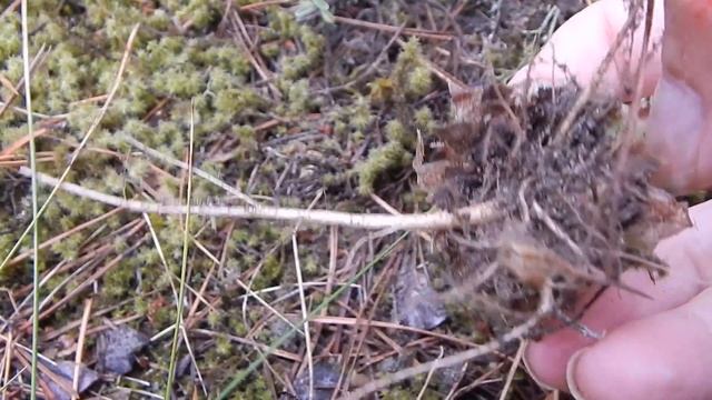 Молодило русское (Sempervivum ruthenicum) смотреть онлайн