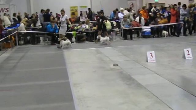 Новосибирск 2013 CACIB смотреть онлайн