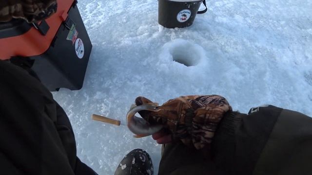 Только расставил Жерлицы и сразу же сработка. Рыбалка в мороз