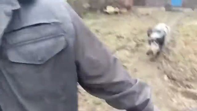 Злая свинья смотреть онлайн