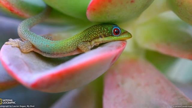 Экзотические растения Мадагаскара смотреть онлайн