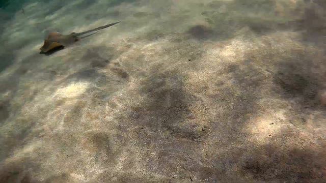 Bluespotted stingray and Common sole, Синепятнистый скат хвостокол и Европейский морской язык смотреть онлайн