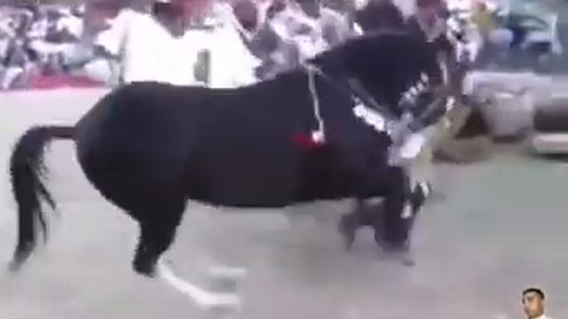Арабский лошадь даже человек не мог так танцует?? смотреть онлайн