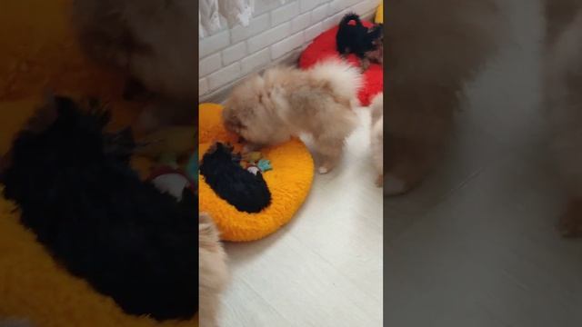 Игрульки малышульки?Детки щеночки в продаже+79788972514 Ватсапп смотреть онлайн