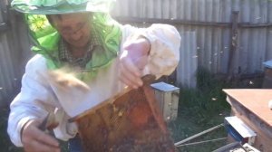 Пчелы (Две матки через разделительную решетку №1)