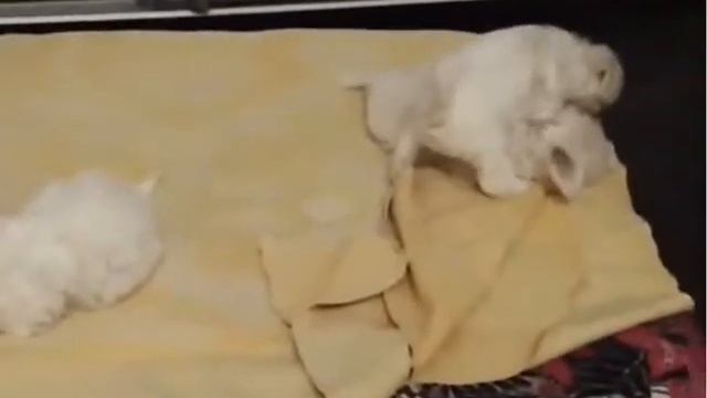 Бишон Фризе щенки белоснежные комочки счастья смотреть онлайн