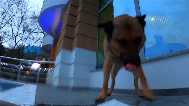 ▶️ Ялта 2023.Отдых в Wellness SPA/ Рыжика не пускают. Ялта на ютуб