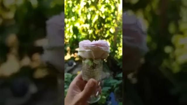 роза Девида Остина "миранда" смотреть онлайн