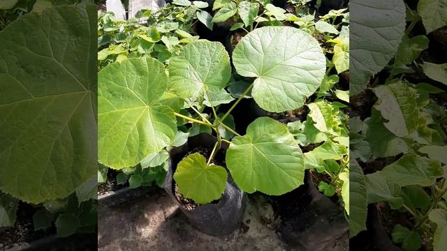 Павловния в Белгородской области. #павловния #paulownia #pavlovniya смотреть онлайн