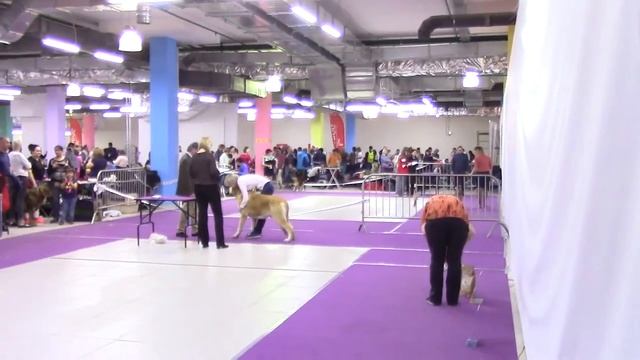 монопородная выставка Испанский мастиф 07/04/2018 (часть №1) Mastin espanol - Part I смотреть онлайн