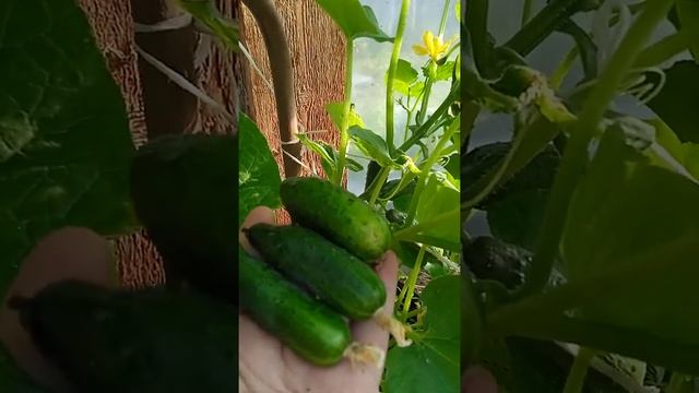 обзор огурцов Колибри на 27 июня смотреть онлайн