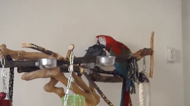 BABY MACAW PREENS AFRICAN GREY ON JAVA TREE смотреть онлайн