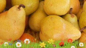 Груша плодовая Дюшес ? Обзор: посадка и уход. саженцы, крупномеры груши: описание и особенности