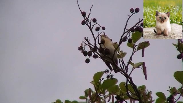 Пеночка-весничка - Phylloscopus trochilus смотреть онлайн