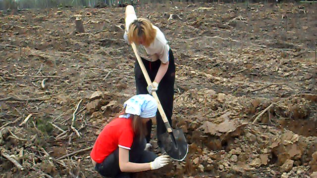 Greenpeace - посадка деревьев