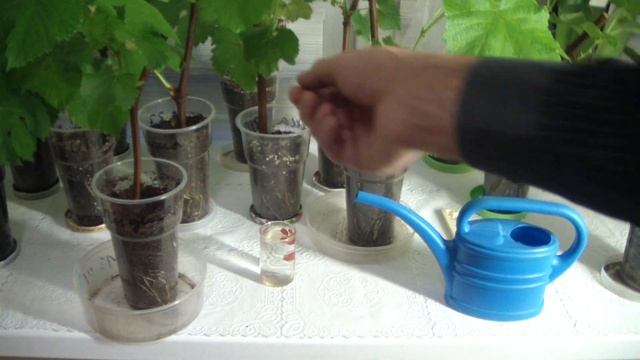 Виноград из черенков . Правильный полив . смотреть онлайн