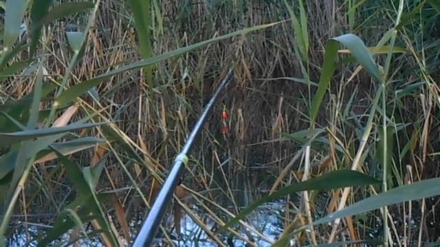 В поисках карпа (озеро Узункуль, начало августа 2022) смотреть онлайн