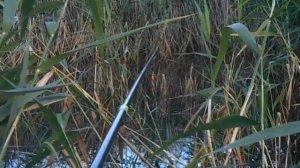 В поисках карпа (озеро Узункуль, начало августа 2022)