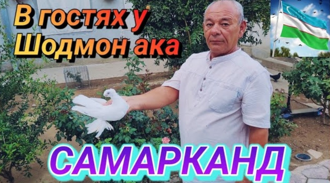 Игровые голуби!
В гостях у Шодмон Ака. Голуби Узбекистана город Самарканд. смотреть онлайн
