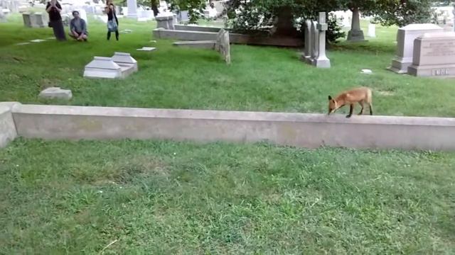 Fox Likes Violin Music