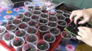 Анютины глазки (Виола) - как и когда посадить рассаду, чтобы цвела в этот же год!