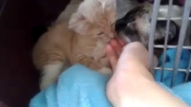 video 2011 07 12 16 01 54 смотреть онлайн