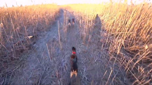 Охота на утку с подхода с тремя ОХОТНИЦАМИ!!! подача утки с воды! МАТЫ ОСТОРОЖНО! смотреть онлайн