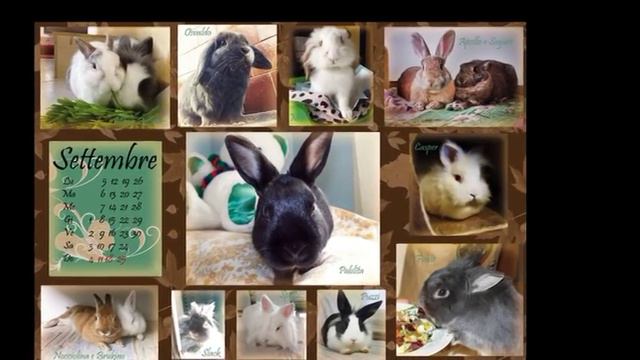 CALENDARIO 2016 lavocedeiconigli смотреть онлайн