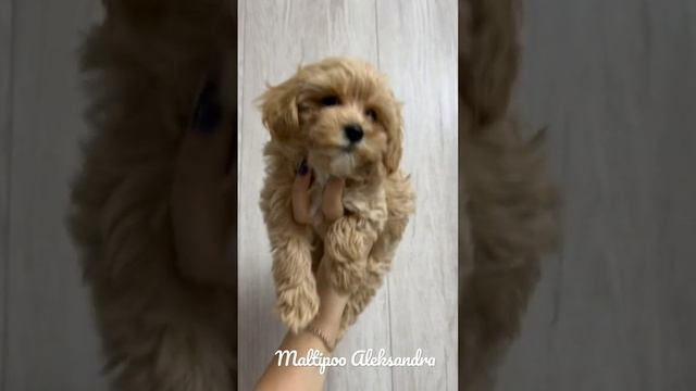 Мальтипу ф1 шикарный мини мальчик?яркий насыщенный малыш в поисках родителей смотреть онлайн