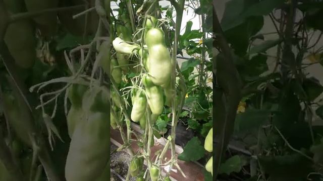 Шестой год подряд сажаю этот сорт! смотреть онлайн