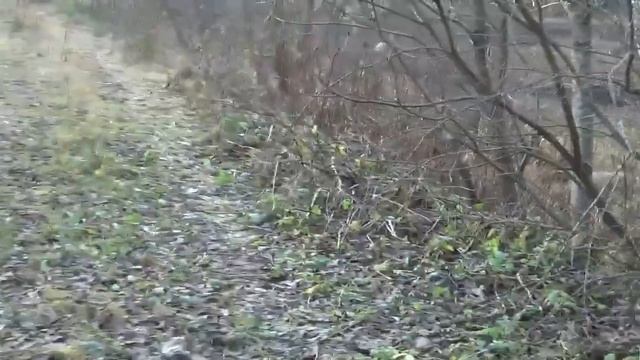 Про жизнь в деревне. Прогулка по лесу и окрестностям села. Озеро Вельё. Пруды для разведения рыбы смотреть онлайн