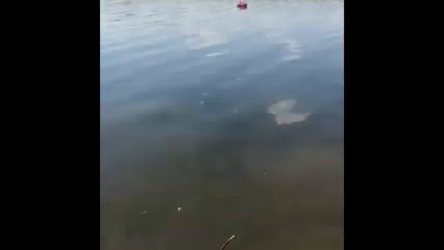 О точности автопилота Skipper