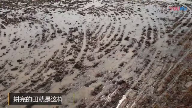 Жизнь в китайской деревне: вспашка земли быками смотреть онлайн