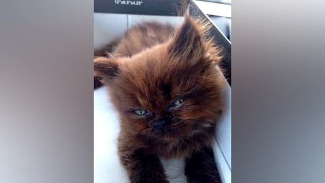 Никто не хотел забирать из приюта беспомощного, страшного котенка, но произошло чудесное превращени смотреть онлайн