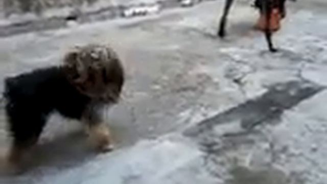York vs Dobermann смотреть онлайн