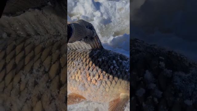 07.03.2022 рыбалка на Амуре, сазан на 6.5 кг смотреть онлайн