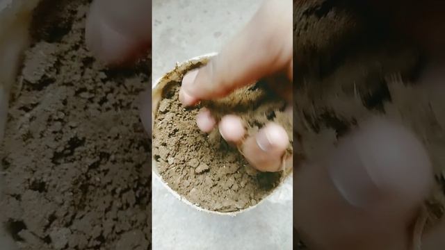 How to plant petunia #petuniaflower #petunia #summerplant смотреть онлайн