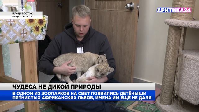 На Дальнем Востоке впервые появилось потомство у африканских пятнистых львов смотреть онлайн