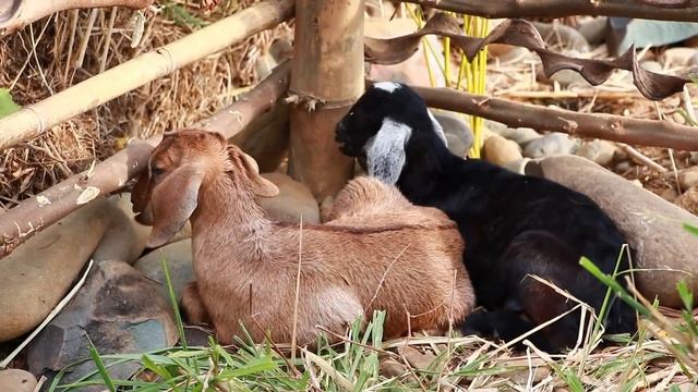 Survival In The Rainforest-woman Found Nymphaeaceae & Cooking Fish For Dog -Eating Delicious HD