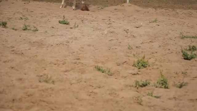 Продажа Ахалтекинских лошадей Sale of Akhal-Teke horses https://akhaltekellc.com смотреть онлайн
