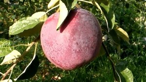 Вкус яблок Вильямс Прайд