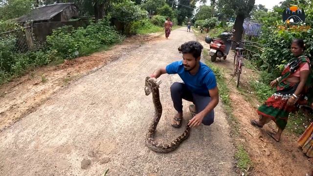 Big Indian Rock Python(अजगर) rescued from a house | villagers were scared of the big sized snake смотреть онлайн