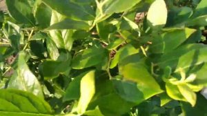 ГОЛУБИКА.ВСЕ О ВЫРАЩИВАНИИ НА ЮГЕ.